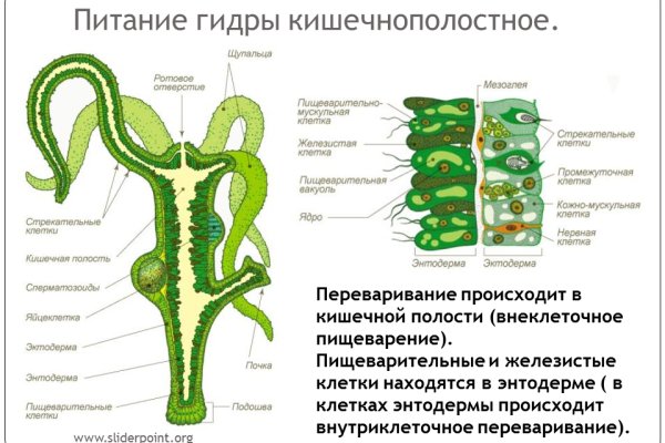 Блэкспрут онион правильная ссылка